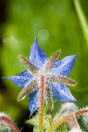 Blue borage with raindropsの写真素材