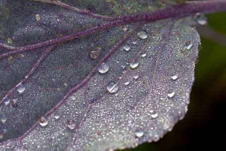 Red cabbage leafの写真素材