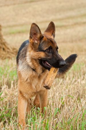 German Shepherd playing in the fieldの写真素材