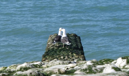 French Coast Line Stone beach sea viewの写真素材