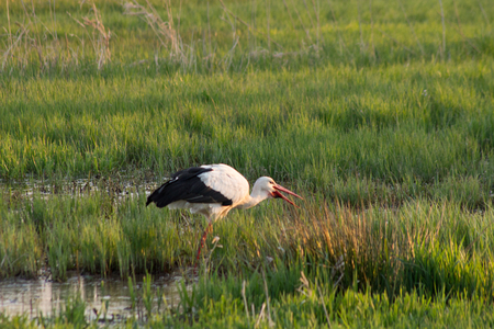 white stork eating in swamp field, spingtimeの写真素材