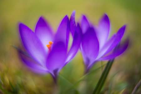 crocus close-up