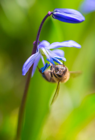 Bee close-upの写真素材