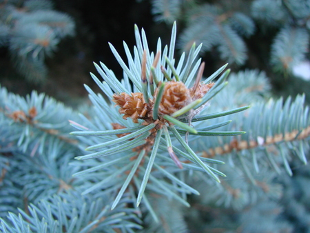 Natural old Christmas tree wood texture pattern or Christmas tree background for design with copy space for text or image. Close-up Christmas tree vintage. Macro. Photos natural background branch blue spruce growing in the park.の写真素材