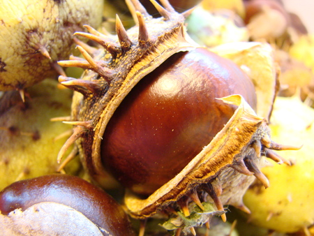 Horse chestnut in shell, close-up, brown background. Natural fruit background, macrophotoの写真素材