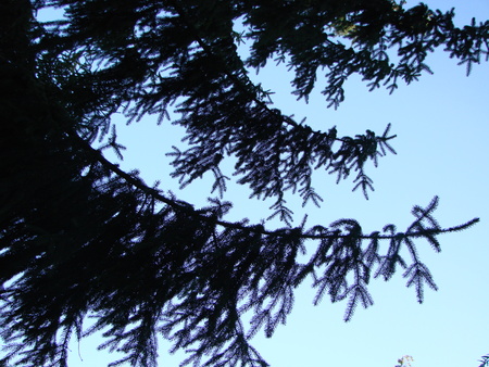 Fresh green trees and blue sky, spruceの写真素材