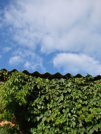 Green fence from ivy, blue sky. Young greenery of ivy bright lit of the sun.の写真素材