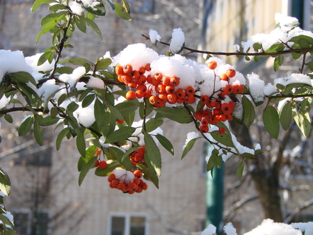 Close-up: bunch of orange berries grow on rowan-tree in autumn.の写真素材