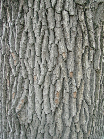 Bark of an old tree, close-up, background for an inscription, textureの写真素材