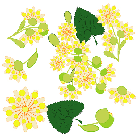 Hand drawn illustration of linden flowers, source of delicious honey and a fragrant herbal tea ingredientのイラスト素材