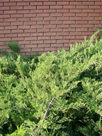 Juniper bush in the park. Green bush of juniper on a brick wall background.