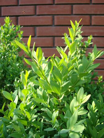 Juniper bush in the park. Green bush of juniper on a brick wall background.の写真素材
