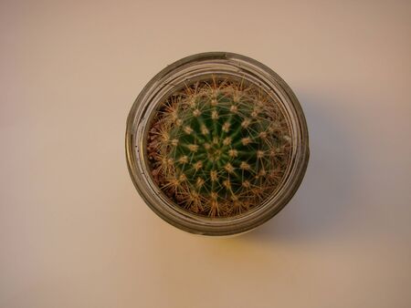Top view small green cactus plant in pot isolated on white desk background with copy space.