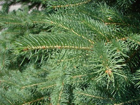 Blue spruce, green spruce, blue spruce, with the scientific name Picea pungens, is a species of...
