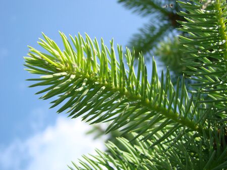 Macro of blue spruce twig, spruce buds. Fresh growing fir twig sprouts, spruce branch are on...