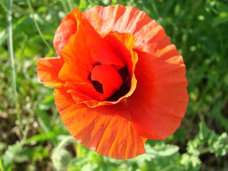 Red poppy flowers against the sky. Shallow depth of fieldの写真素材