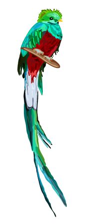 Green tropical bird Resplendent quetzal sitting on branch isolated on white backgroundのイラスト素材