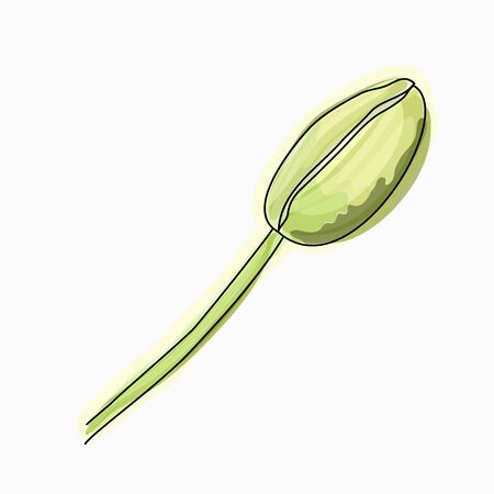 Ink, pencil, watercolor poppy flower sketch. Line art background. Hand drawn nature painting.のイラスト素材