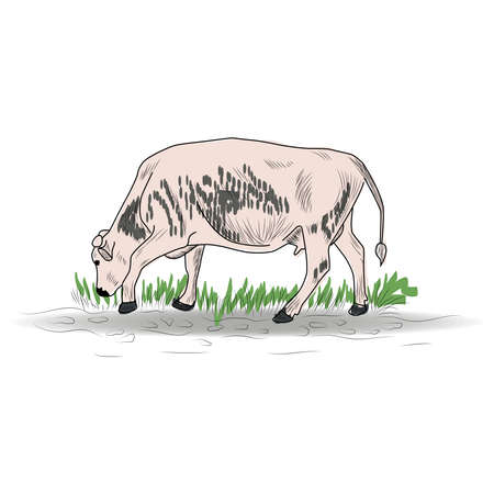 Cow, Hand drawn in a graphic style. Vintage engraving illustration for poster, web. Isolatedのイラスト素材