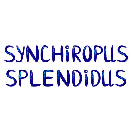 Mandarin fish beautiful character among seashells, seaweed, starfish, Scandinavian style, hand drawnのイラスト素材