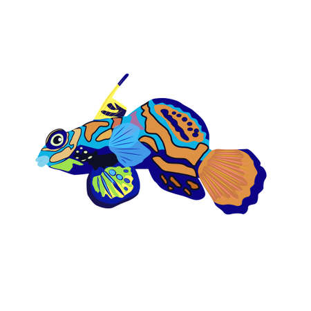 Mandarin fish beautiful character, Scandinavian style, hand drawnのイラスト素材