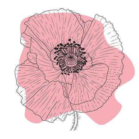 Poppy red flower, bud, sketch and imitation watercolorのイラスト素材