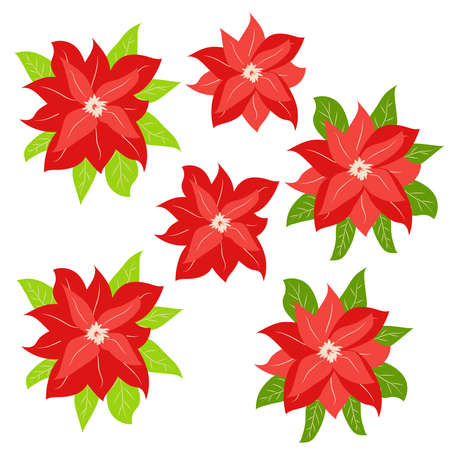 Hand drawn Poinsettia, Christmas Star. Christmas and holiday decorのイラスト素材