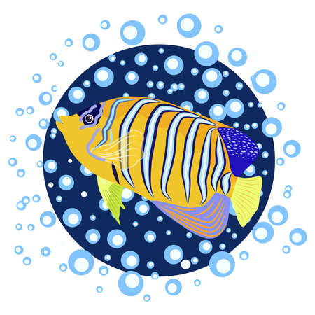 Emperor angelfish Pomacanthus imperator on white, sea animal wildlife character. Nature underwater,...
