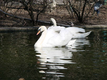 Beautiful Swan on a Crystal Clear deep blue river reflectionの写真素材