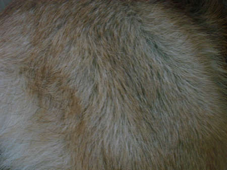 Close-up of a German Shepherd dog with intelligent eyes and tongue hanging out. The dog is man's...