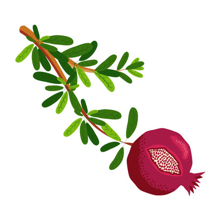 Pomegranate branches with fruits and flowers. Symbol of good luck, eternal life, love, fertility, abundance. Symbol of Israel and Azerbaijan.のイラスト素材