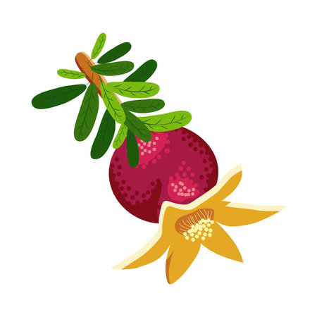 Pomegranate branches with fruits and flowers. Symbol of good luck, eternal life, love, fertility, abundance. Symbol of Israel and Azerbaijan.のイラスト素材