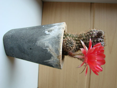 Large red bloom on hedgehog cactus in a pot at home. Three flowers at the same time, blooming thorny plantの写真素材