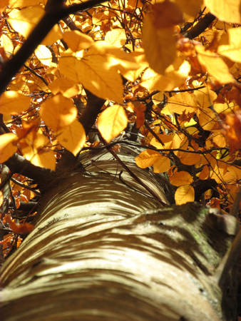 Golden leaf color of a tree by the countryside road of Sherbrooke, Victoria