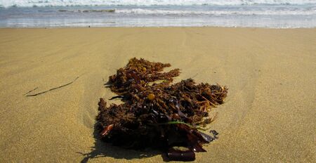 Seaweed being washed ashore by the calm sea wave. The tranquility of this image is suitable to illustrate a retreat to nature or remoteness from the mainstream life. Venus Bay, VIC, Australiaの写真素材