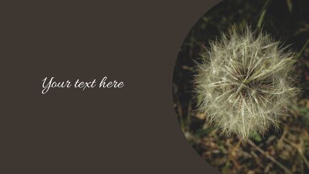 Dandelion inside a circular frame with dark background. Suitable for presentation background, greeting card or brochure. Space for text providedの写真素材