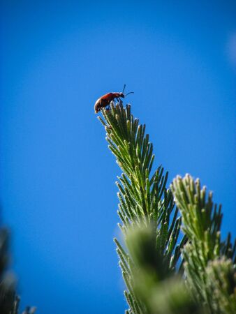 A beetle crawl on the tip of a fir free against the vivid blue skyの写真素材