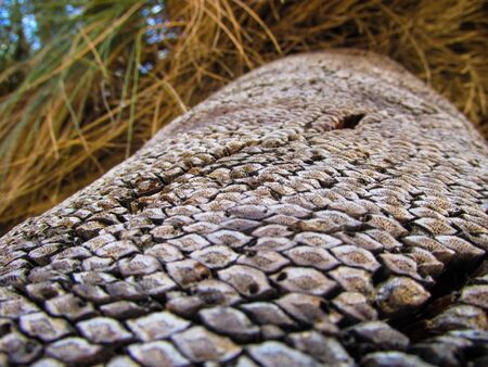 Australian native plant, Grass Tree. Valuable to the Aboriginal people because of its many uses,...