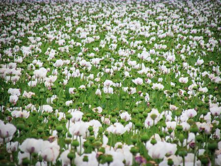 Poppies have cultural significance around the world as a food source. It symboizes sleep, peace and death because of the plant sedative properties. Tasmania produces 50 percents of the world supplyの写真素材