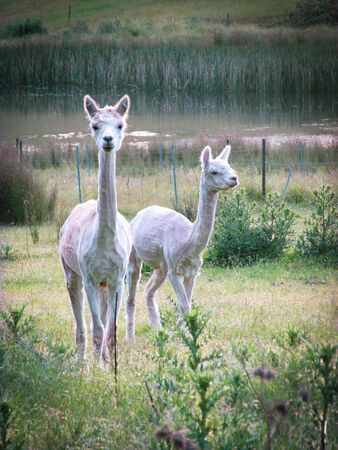 Alpaca with shorn fur standing in a Tasmanian farmの写真素材
