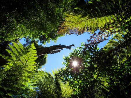 Fern under sunlight. Taken along the footpath towards Liffey Falls in Tasmania