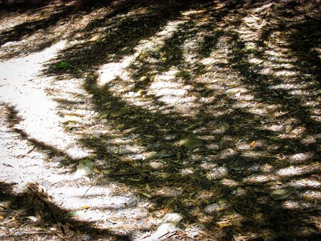 Fern leaf shadows on the walking path of Liffey Falls forest. Shadow is called umbra in Latin....