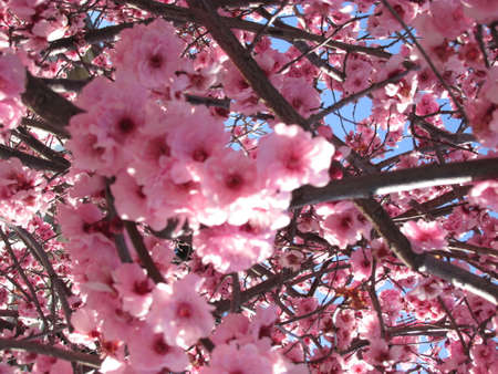 Australian Cherry Blossoms. They only bloom once a year usually in September. Although less popular than Japan's hanami, there some great places to view these flowers in full bloom in Australia.の写真素材