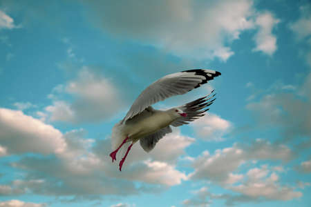 A freeze frame of silver gull flies the air. This species is common in Australia. They live...