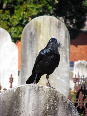 A crow with some fluffs on its beak perches on a tombstone in Cheltenham Pioneer Cemetery. A native...