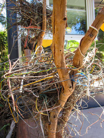Healesville, Australia - 30 December 2016: Magpie's nest made of stolen coat hangers on a tree branch. Mischievous magpies occasionally steal objects from backyard clothes line to build a metal nest.のeditorial素材