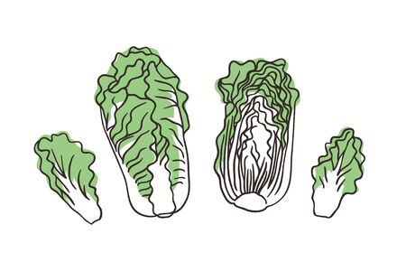 Doodle Chinese cabbage. Hand drawn stylish fruit and vegetable. Vector artistic drawing fresh organic food. Summer illustration vegan ingrediens for smoothiesのイラスト素材