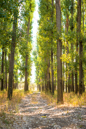Poplar Trees, Poplar Forest, road through the poplar groveの写真素材