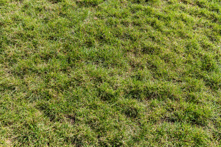 Patch of uneven dry green grass photographed from above showing natural textures for landscaping,...