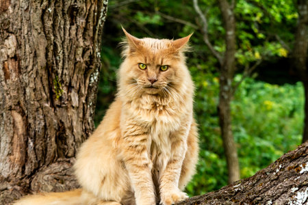 Fierce-looking ginger Maine Coon cat perched on tree trunk in green forest, showcasing majestic feline in wild outdoor environmentの写真素材